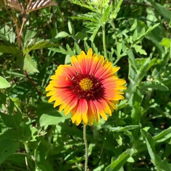 Meet your Posher, Jan - Picture 1 of 1